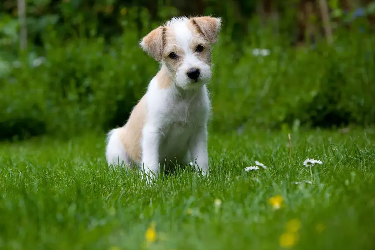 En s&ouml;t Jack Russell-valp sitter i gr&auml;set. Undrar du hur mycket kostar en hund? Denna lilla krabat &auml;r nog v&auml;rd sin vikt i guld.
