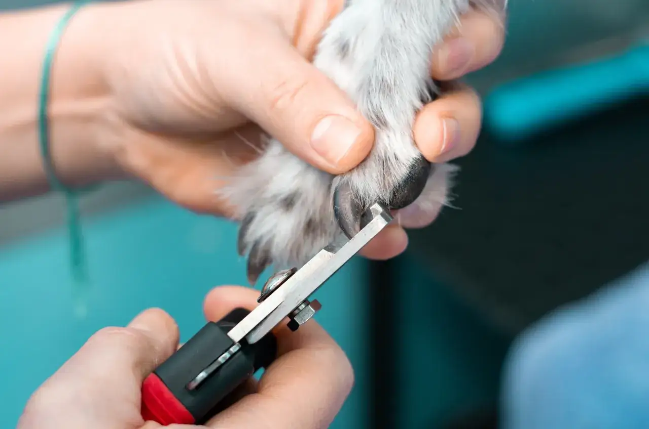 Närbild på kloklippning av hund. En person håller försiktigt i hundens tass medan en klosax används för att klippa en klo.