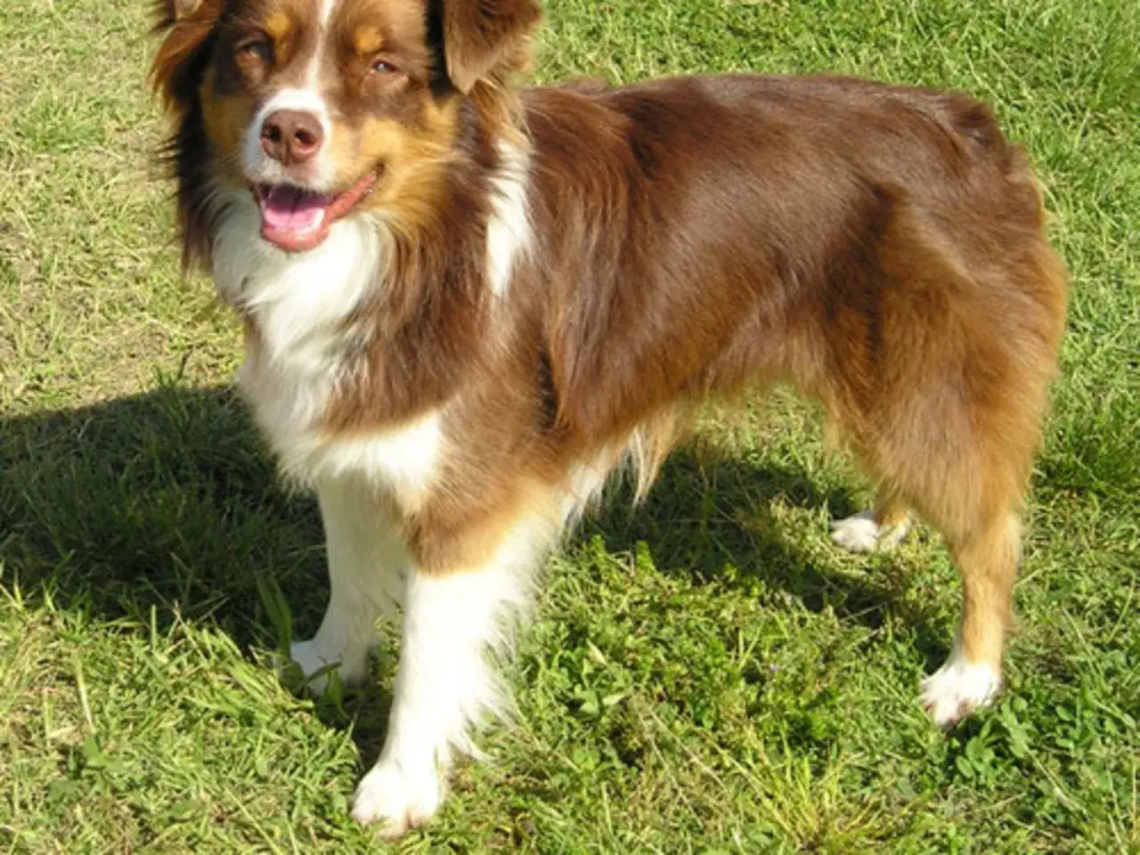En glad mini australian shepherd st&aring;r i gr&auml;set med tungan ute.