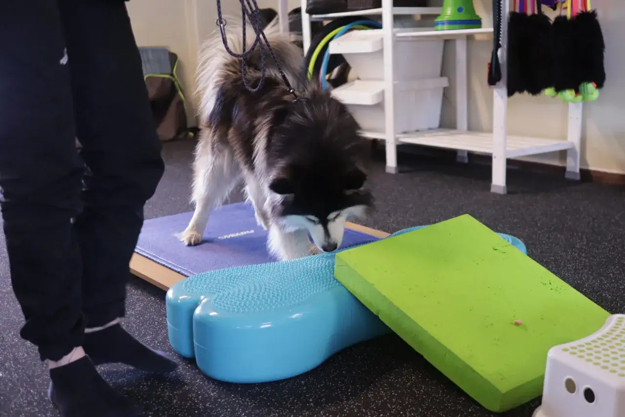 Hundtränare hjälper en hund att aktivera sig inomhus med hjälp av balansövningar på blå och grön balansplatta.
