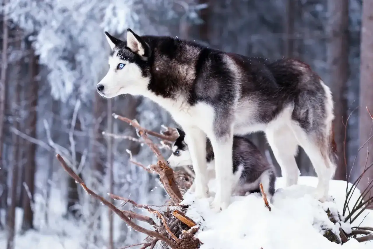 Två siberian husky hundar i snöig skog. En vuxen hund står stolt ovanpå en snötäckt grenhög, medan en valp tittar fram under den.