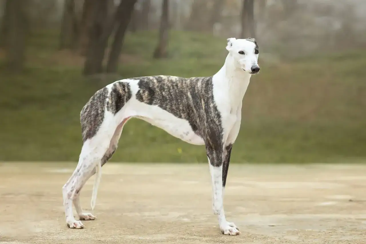 En st&aring;tlig greyhound hund med brindle-m&ouml;nster st&aring;r i en park.