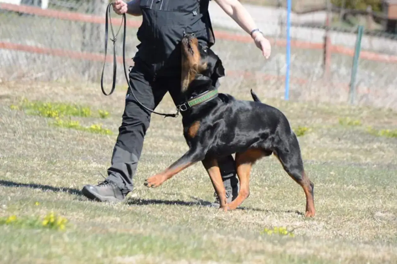 En rottweiler tr&auml;nas i lydnadsklass 1. Hunden f&ouml;ljer uppm&auml;rksamt sin f&ouml;rare p&aring; en gr&auml;splan.