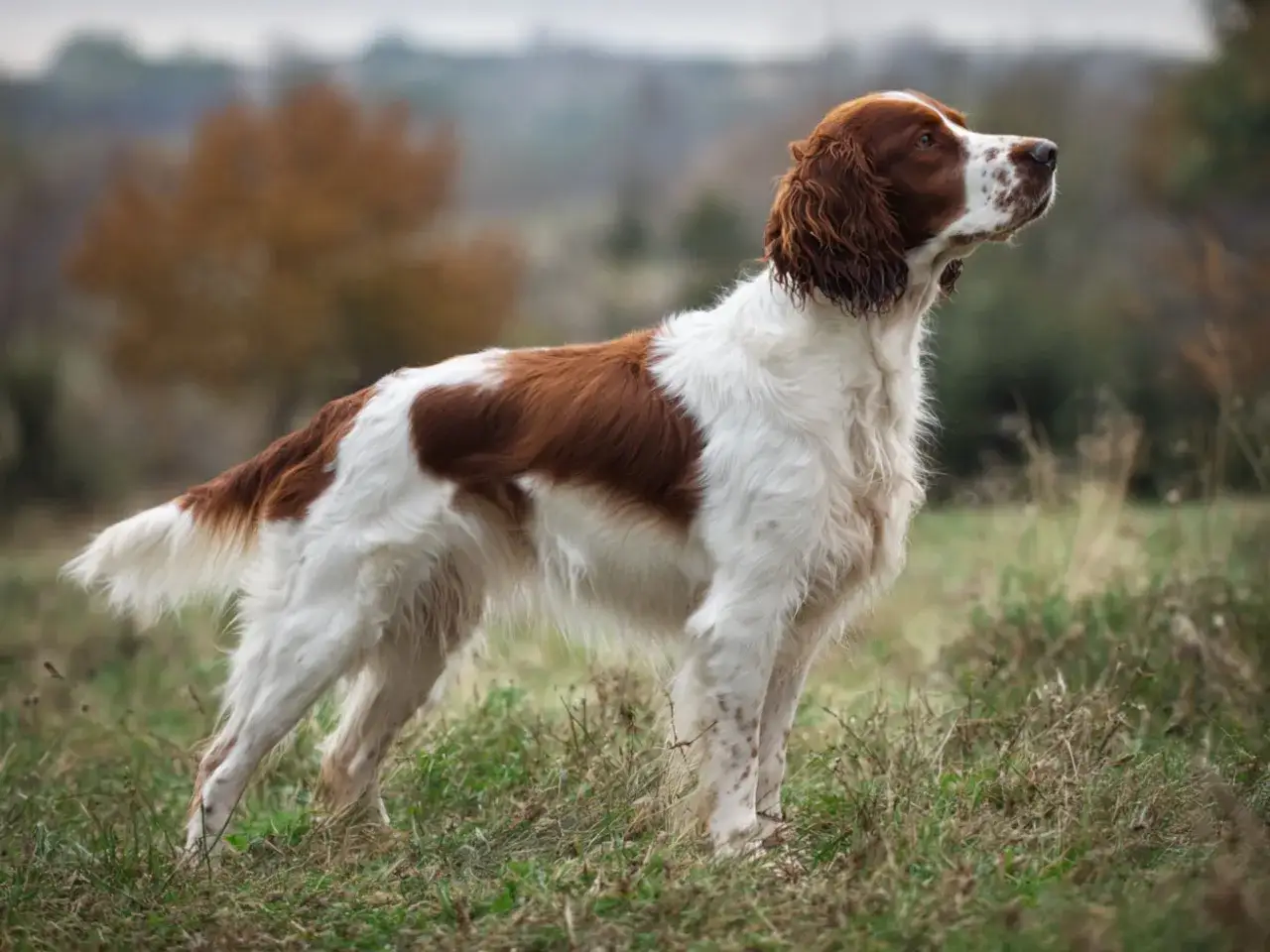 En st&aring;tlig springer spaniel, med sin vita och r&ouml;dbruna p&auml;ls, st&aring;r i gr&auml;set och spanar ut &ouml;ver landskapet.
