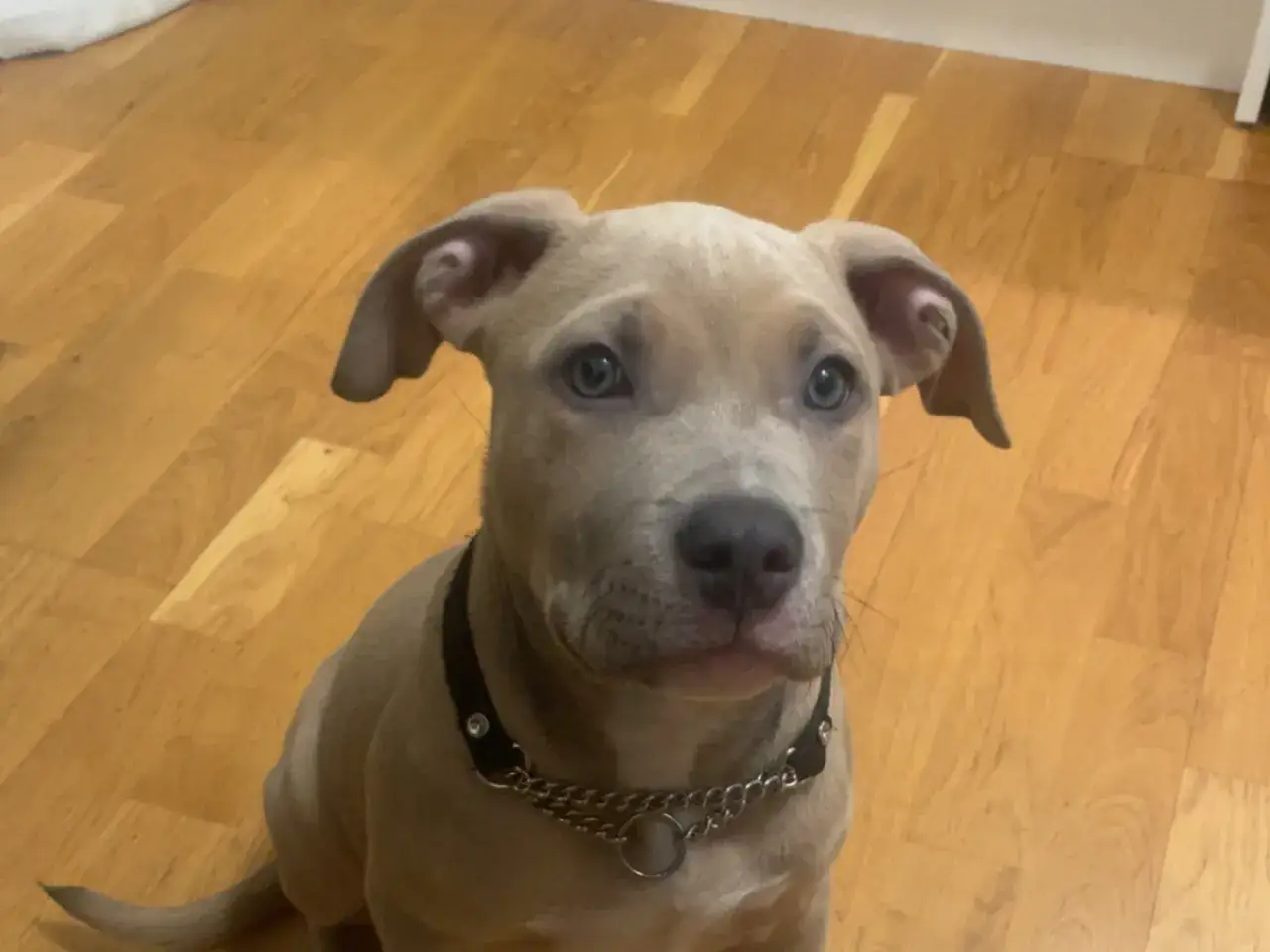 En s&ouml;t amstaff valp med bl&aring; &ouml;gon sitter p&aring; ett tr&auml;golv. Den har en svart krage med en kedja.