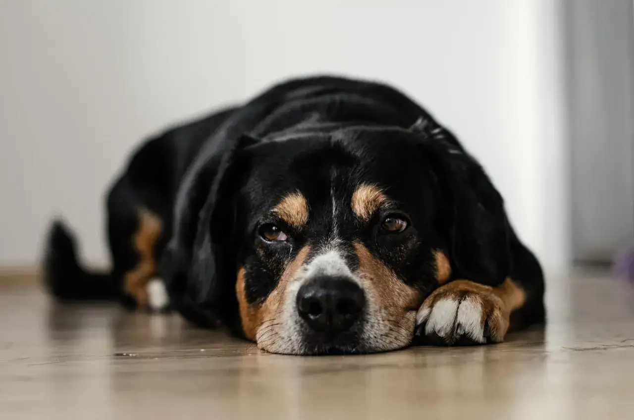 En trött russin hund vilar huvudet på sina tassar.