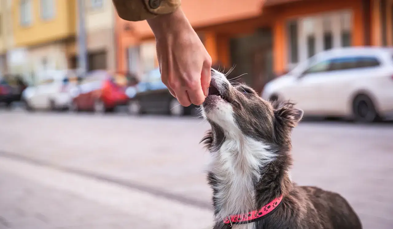 En hand ger en hund en godbit, en metod för att få hunden att sluta dra i kopplet.