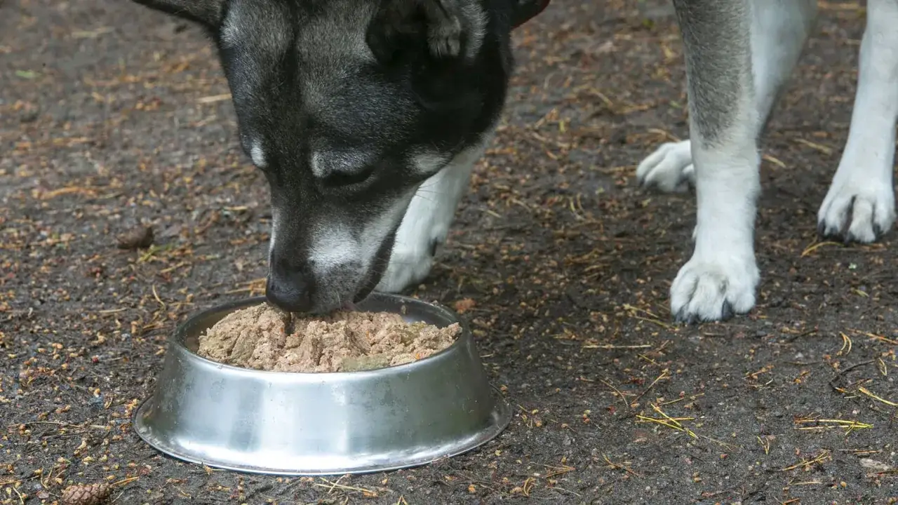 Hund äter ur skål. Hoppas fodret inte ger gaser!