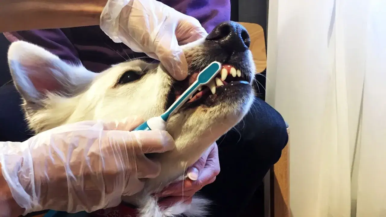 Hund med tandborste som får hjälp att ta bort tandsten.