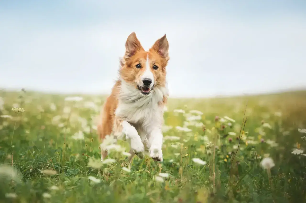 En glad hund springer fram genom en blomster&auml;ng, redo f&ouml;r inkallning.