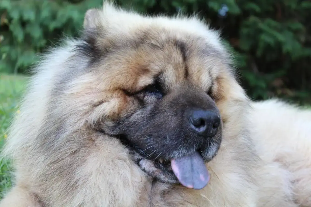 En fluffig chow chow vilar i gr&auml;set, med tungan ute och en blick som s&auml;ger 