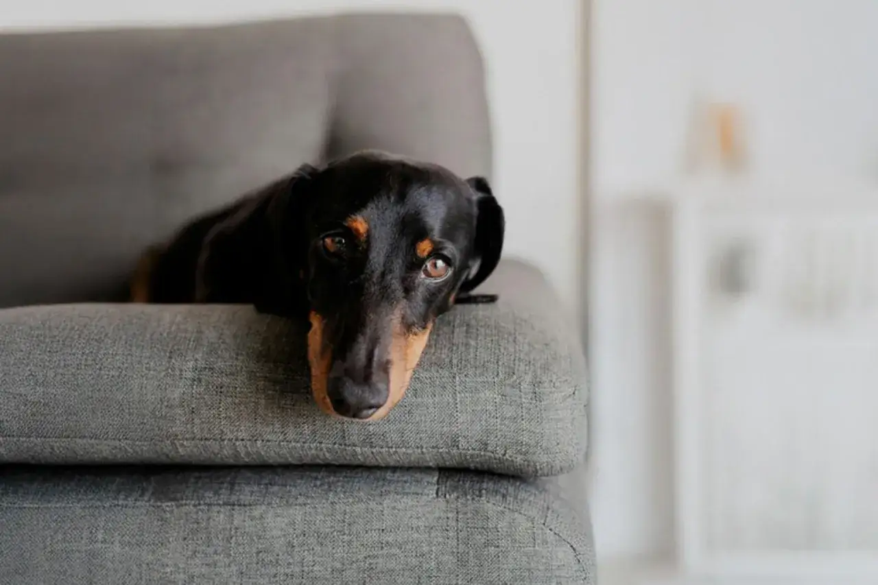 En svart och brun tax ligger utstr&auml;ckt p&aring; en gr&aring; soffa. Hunden ser lite ledsen ut, kanske den beh&ouml;ver omplacera hund till ett nytt hem?