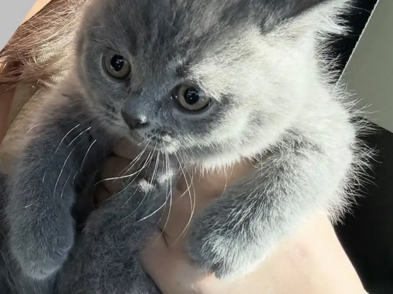 En s&ouml;t, gr&aring; brittisk kattunge med stora &ouml;gon tittar nyfiket.