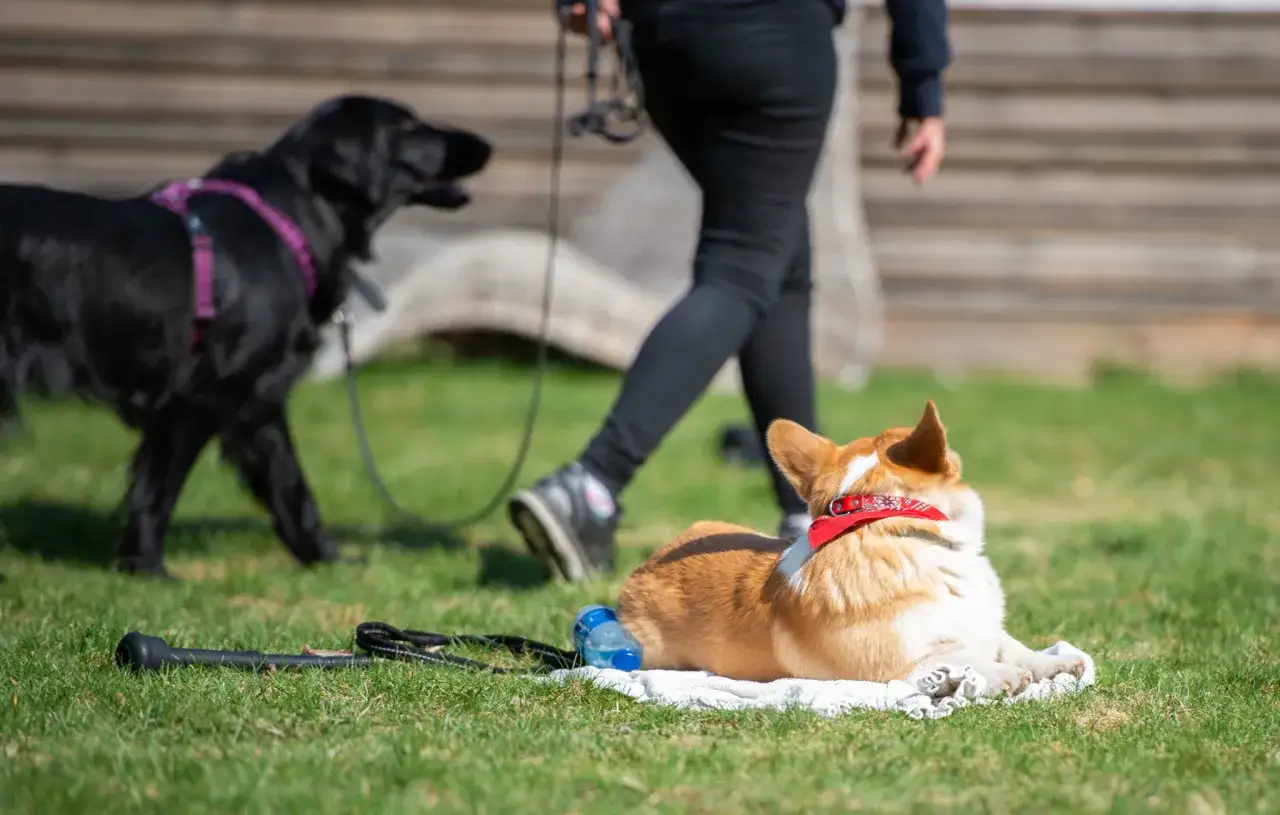 En corgi vilar p&aring; en filt medan en svart hund och en person g&aring;r f&ouml;rbi. Vardagslydnad hund i praktiken.