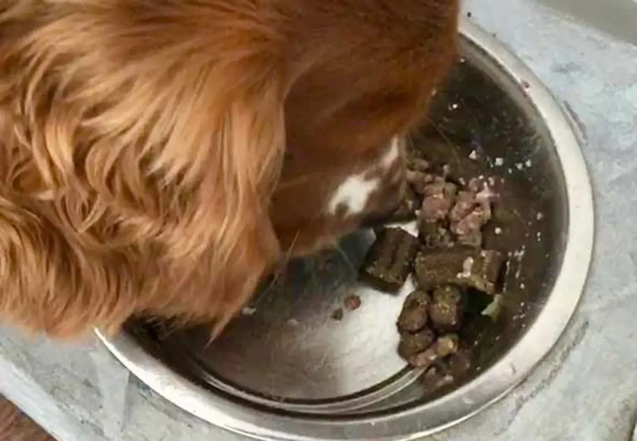 En brun hund äter ur en metallskål med mat. Maten ser ut som bitar av kött och något grönt, kanske vitkål.