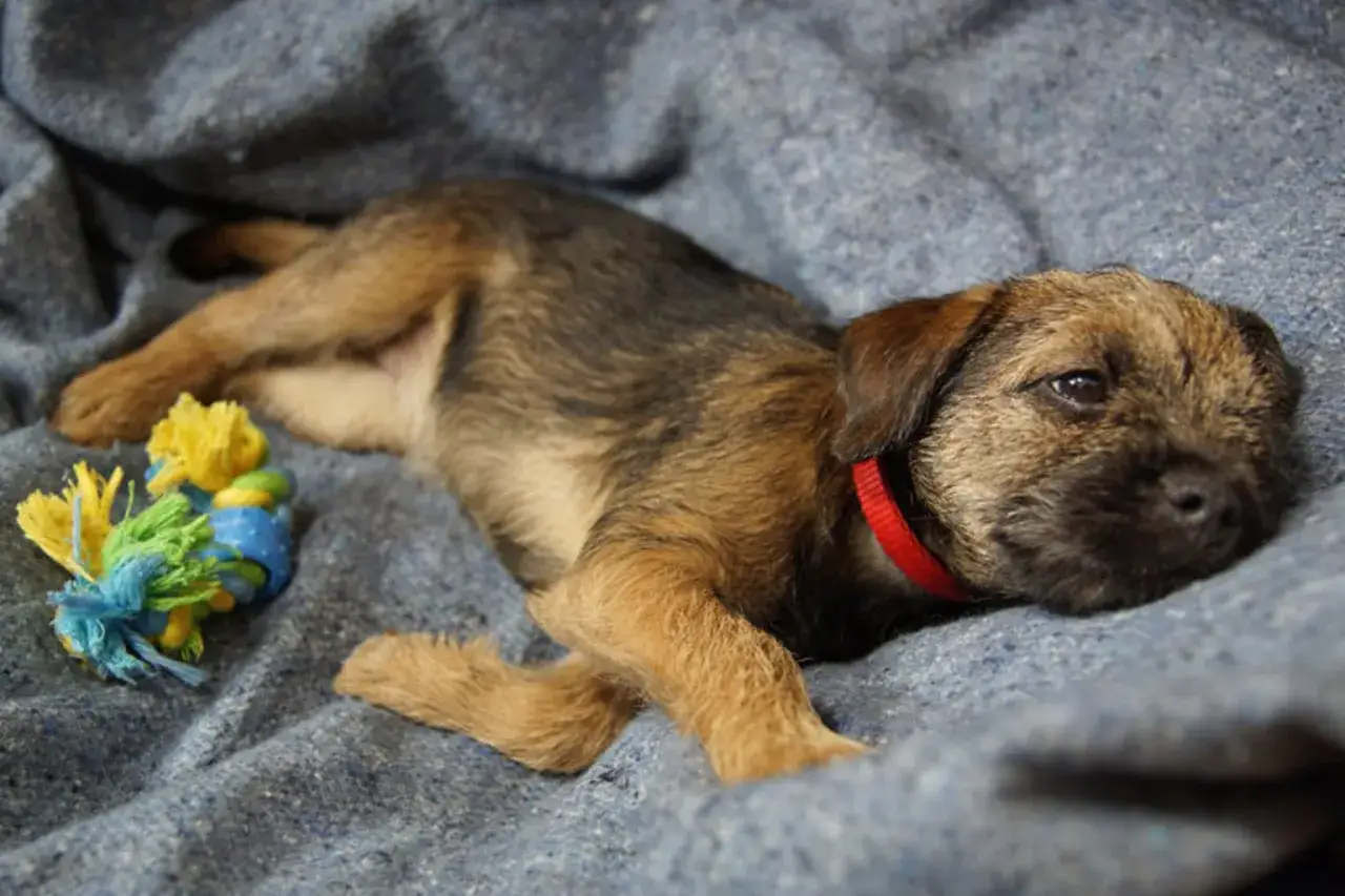 En s&ouml;t Border Terrier-valp vilar p&aring; en bl&aring; filt. En leksak ligger bredvid. Denna bild kan ing&aring; i en hundraser lista bilder.