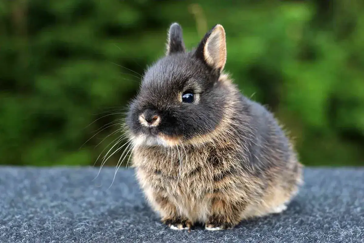 En bed&aring;rande liten kanin, troligen den minsta kaninrasen, sitter p&aring; en gr&aring; yta med en gr&ouml;n bakgrund.