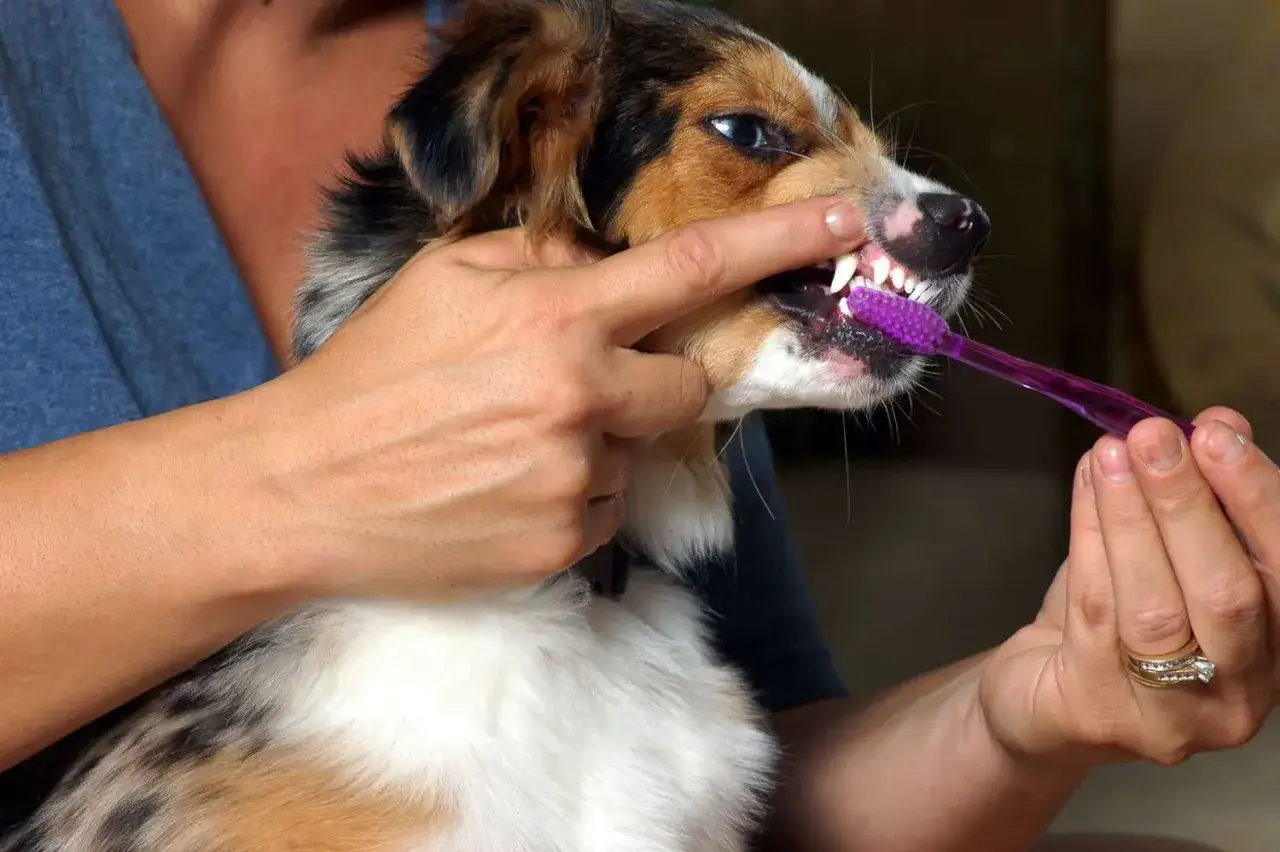 En person borstar t&auml;nderna p&aring; en hund med en lila tandborste. Tandborstning hund &auml;r viktigt f&ouml;r dess h&auml;lsa.