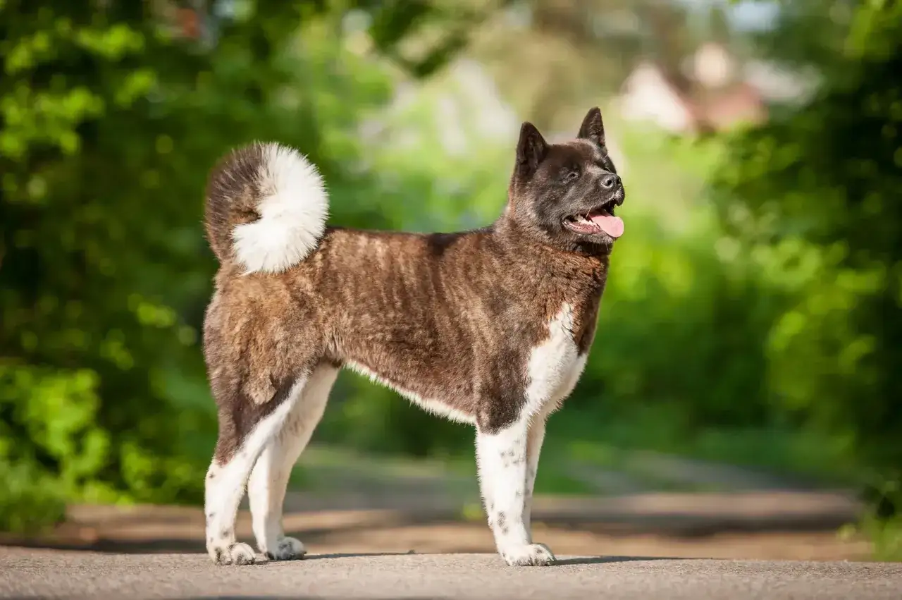 En stolt akita inu med yvig svans st&aring;r i en gr&ouml;nskande park.