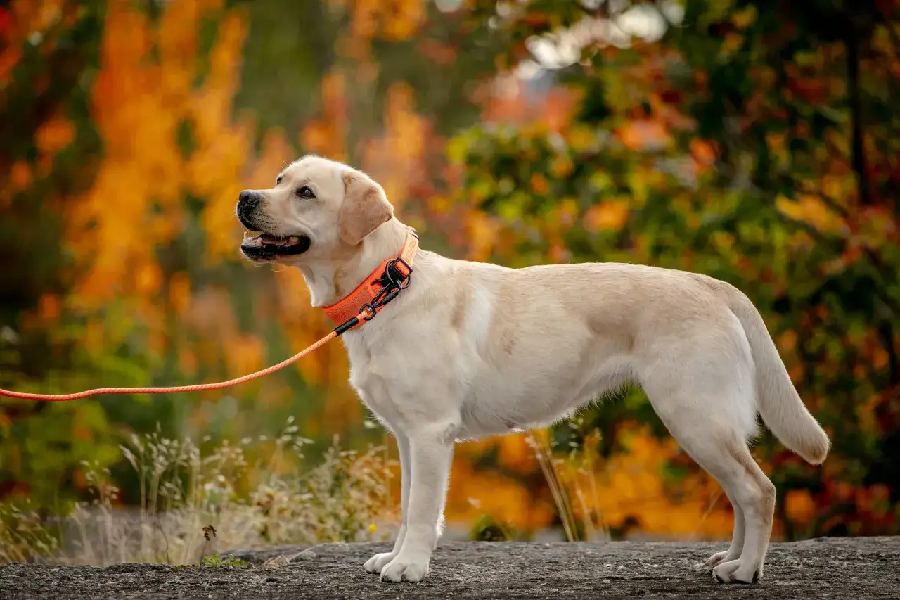 En ljus labrador med orange halsband och koppel st&aring;r p&aring; en sten. Bakgrunden &auml;r en h&ouml;stskog med orange och gr&ouml;na l&ouml;v. Hundens vikt verkar vara perfekt f&ouml;r en aktiv livsstil.