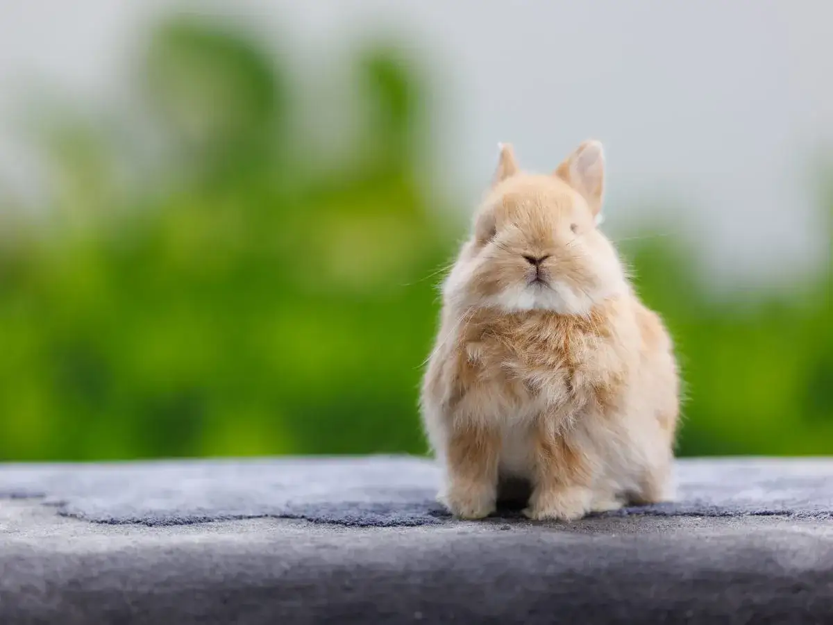 En s&ouml;t, fluffig kanin i en ljusbrun f&auml;rg. En av m&aring;nga fascinerande kanin raser.