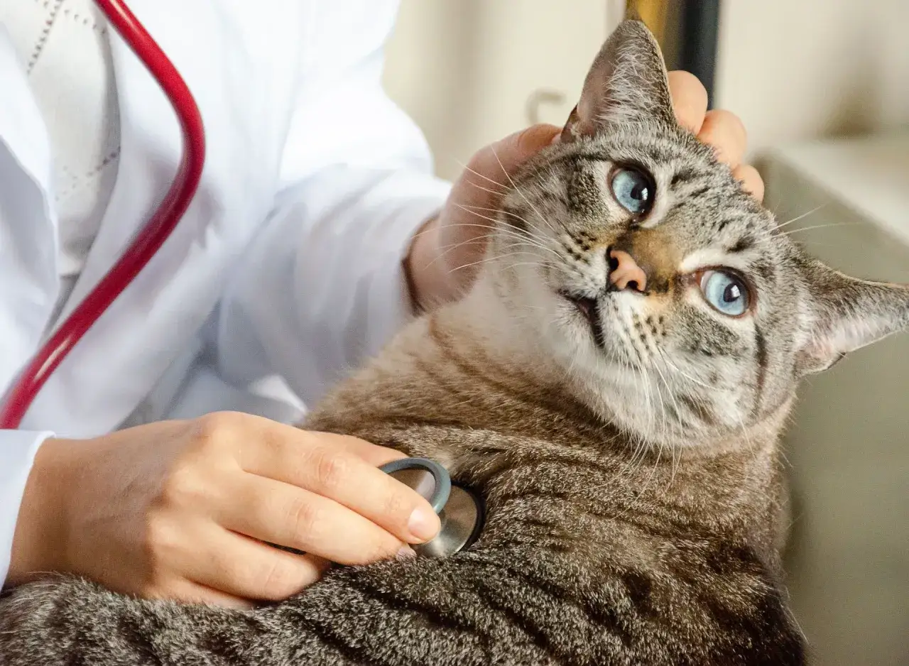 Veterin&auml;r lyssnar p&aring; kattens hj&auml;rta med stetoskop. Snart &auml;r det dags att kastrera katt f&ouml;r att f&ouml;rhindra o&ouml;nskade kattungar.