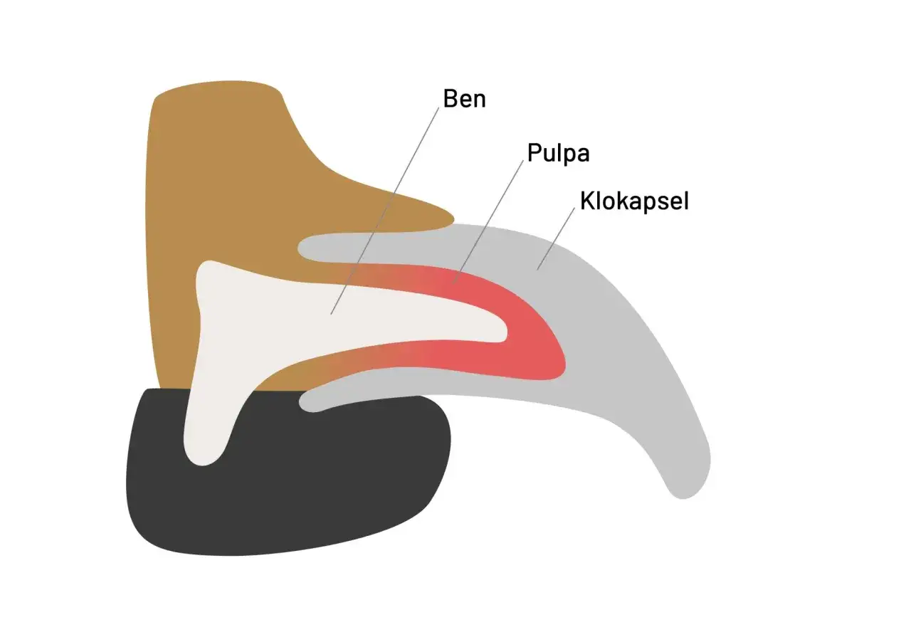 Illustration av en hunds klo med ben, pulpa och klokapsel.