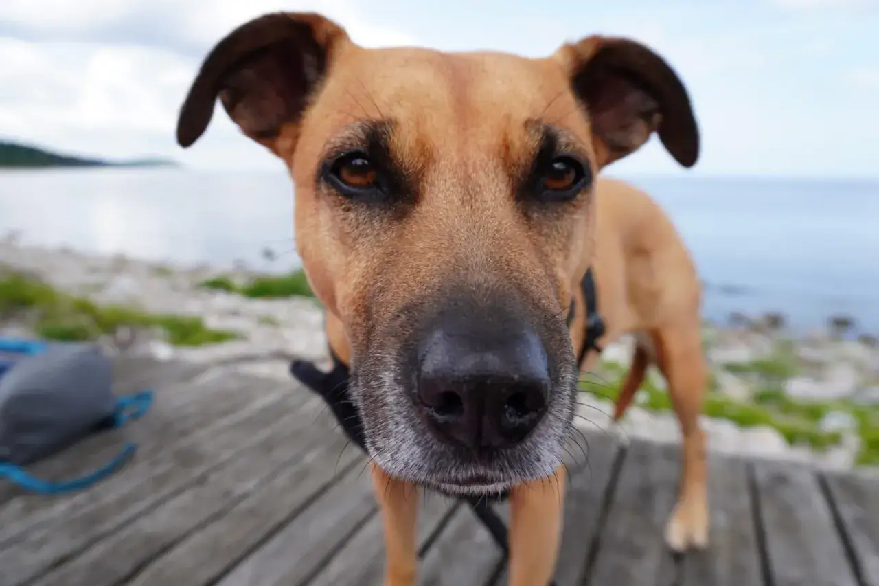 En brun hund st&aring;r ensam vid havet, med blicken f&auml;st fram&aring;t.