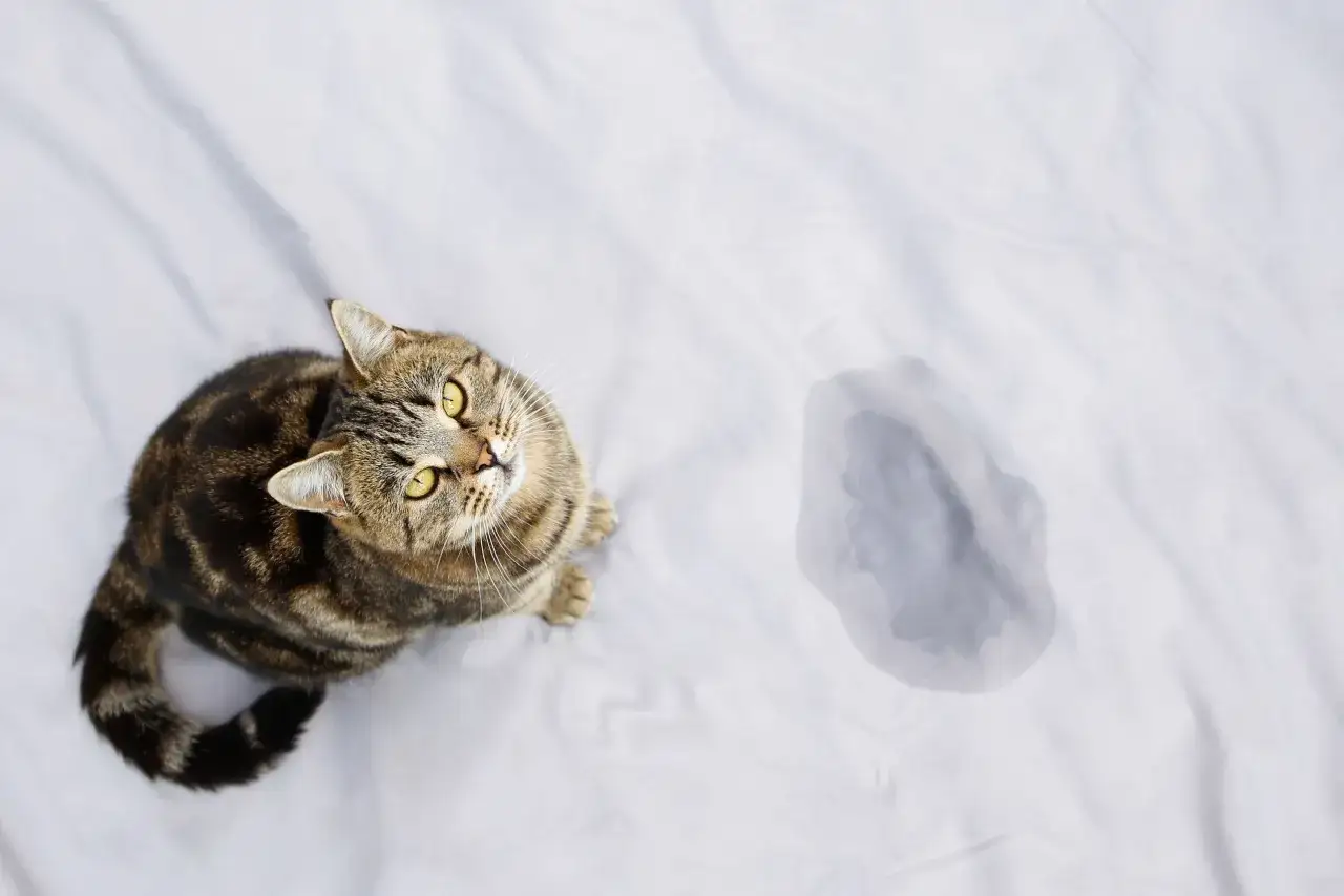 En randig katt sitter på ett vitt lakan bredvid en mörk fläck, som om katten luktar kiss.