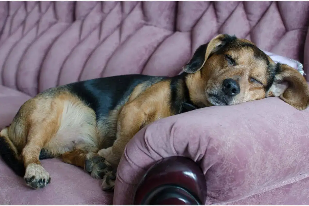 En hund sover p&aring; en rosa soffa. Denna bild kan inspirera dig att fundera p&aring; vilken hundras passar mig.