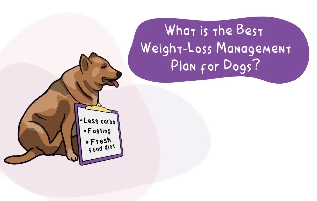 Brun hund med en skylt om 