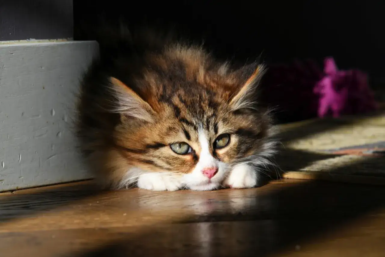 Söt kattunge med gröna ögon vilar på trägolvet. Kanske funderar den på om Fortiflora katt biverkningar är något att oroa sig för.