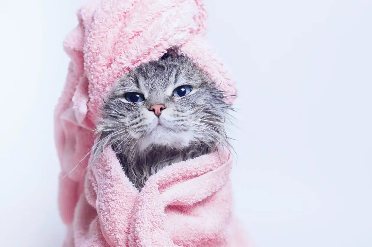 En gr&aring;randig katt med bl&aring; &ouml;gon, insvept i en rosa handduk efter att ha f&aring;tt duscha.
