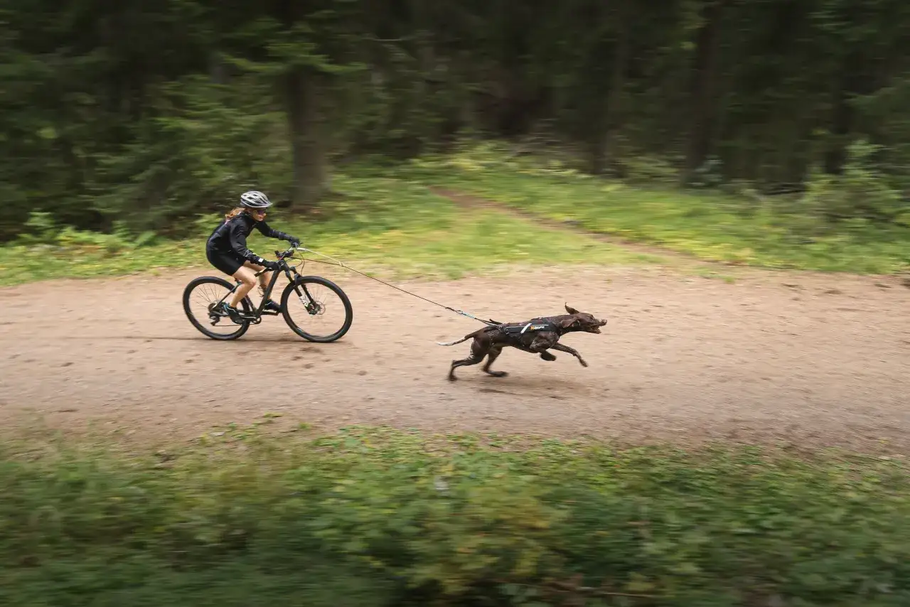 En person cyklar med sin hund på en skogsstig. Hunden springer glatt bredvid cykeln, redo för ett äventyr.