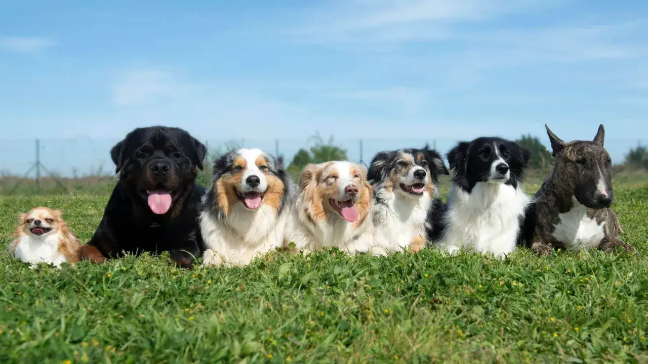 En grupp hundar av olika storlekar, från chihuahua till rottweiler, ligger i gräset. En perfekt storleksguide hundraser för att visa variationen.
