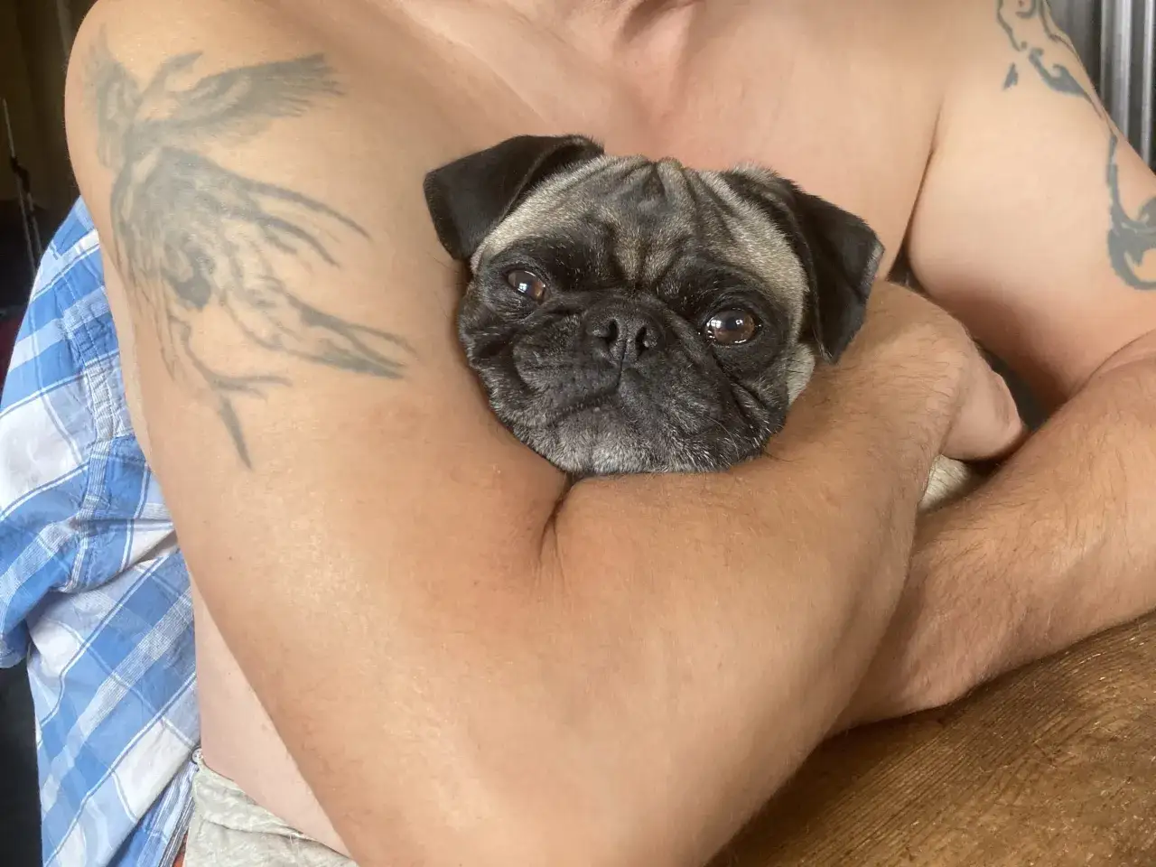 En person h&aring;ller en mops som ser lite orolig ut. Mopsar kan drabbas av olika mops sjukdomar, men denna lilla krabat verkar mest beh&ouml;va en kram.