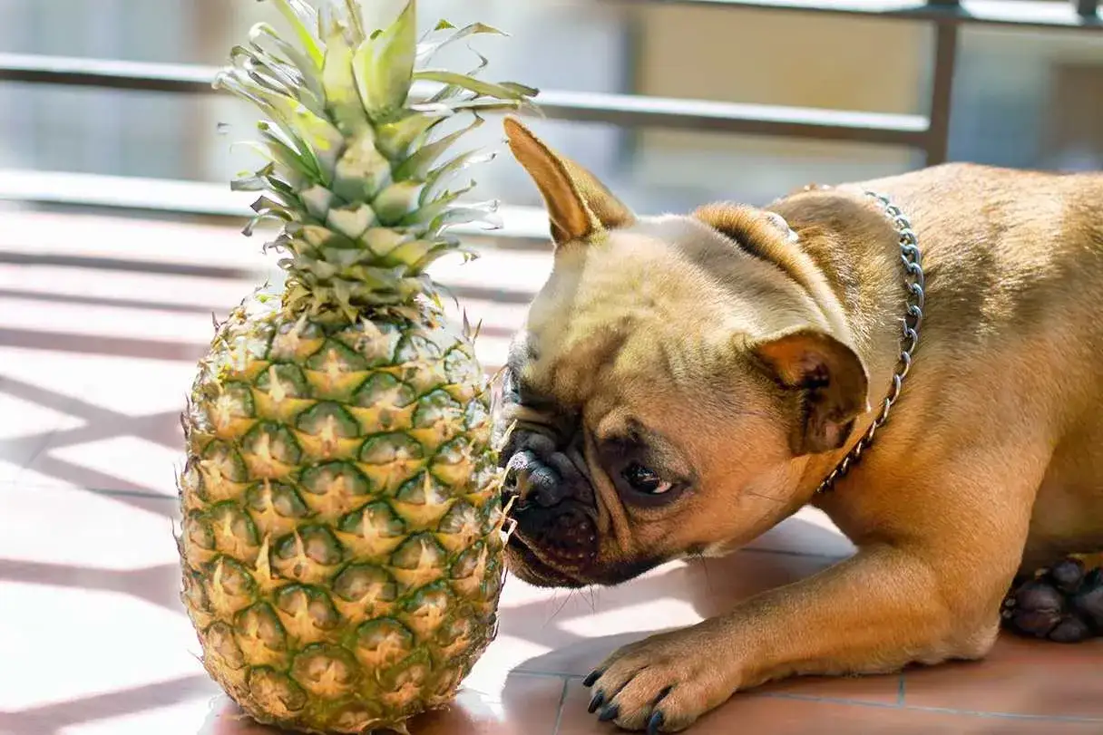 En fransk bulldogg nosar nyfiket på en ananas.