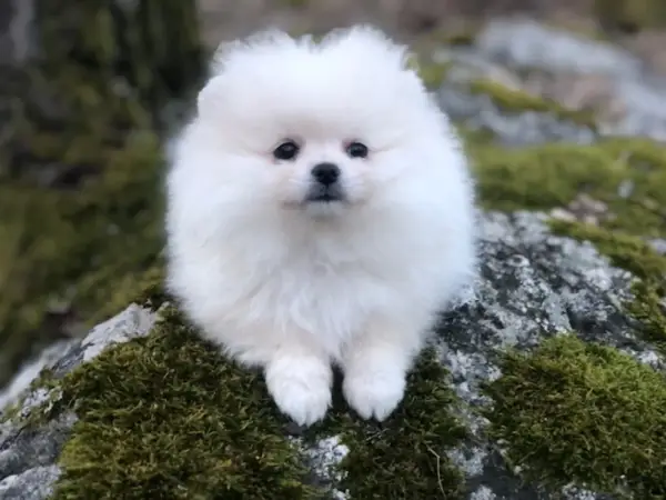 En vit fluffig hund liten sitter på en mossig sten.