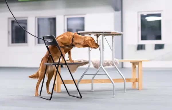 En brun hund klättrar på en stol för att nå en låg bordsskiva, fokuserad på sitt nose work-uppdrag.