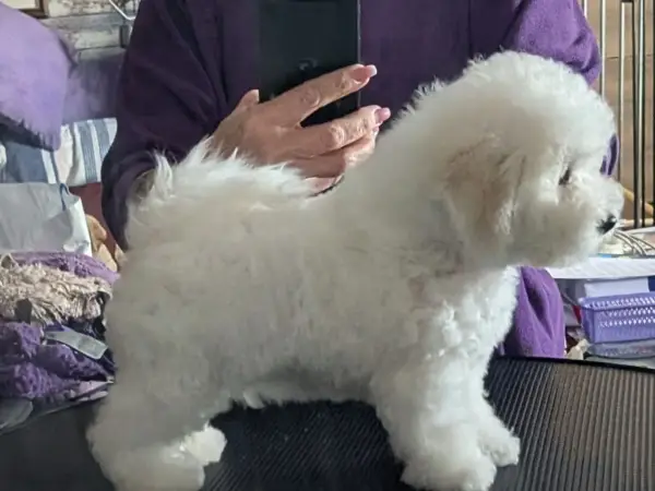 En fluffig bichon frisé står på ett bord, redo för en trimning.