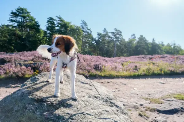 En glad hund står på en sten med ljungfält och träd i bakgrunden.