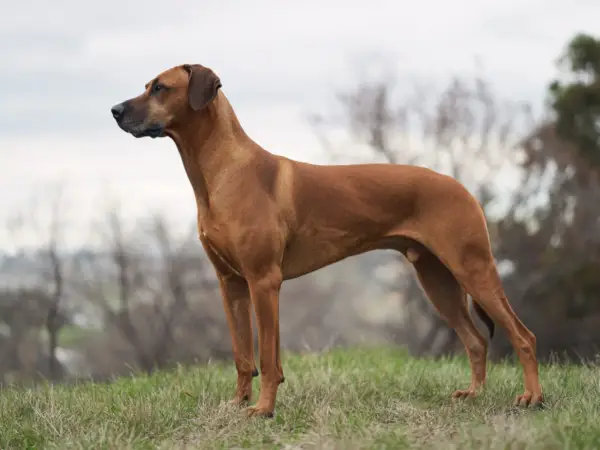 A Rhodesian Ridgeback dog stands alert on a grassy hill, looking to the left.