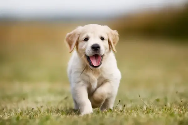 En glad golden retriever-valp springer över en gräsmatta. Valpens vikt är perfekt för dess ålder.