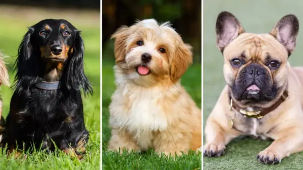 Tre små hundar: en långhårig tax, en fluffig valp och en fransk bulldogg.