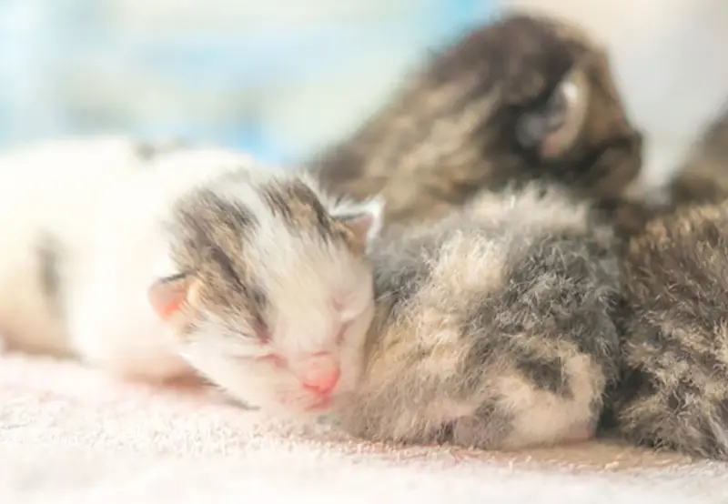 Söta kattungar, kanske 4 veckor gamla, sover tätt tillsammans. En vit och grå kattunge med rosa nos ligger längst fram.