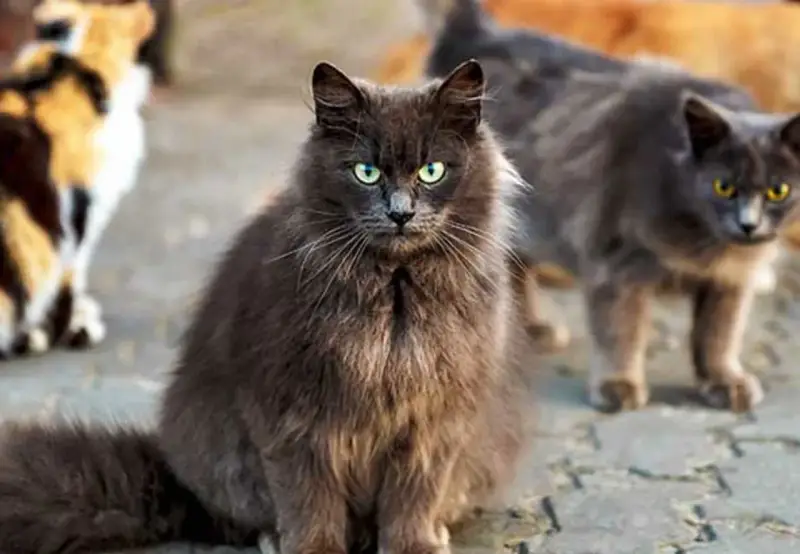 En grå långhårig katt med gröna ögon sitter framför andra katter. Den ser ut som en katt som kan behöva avliva katt som bits.