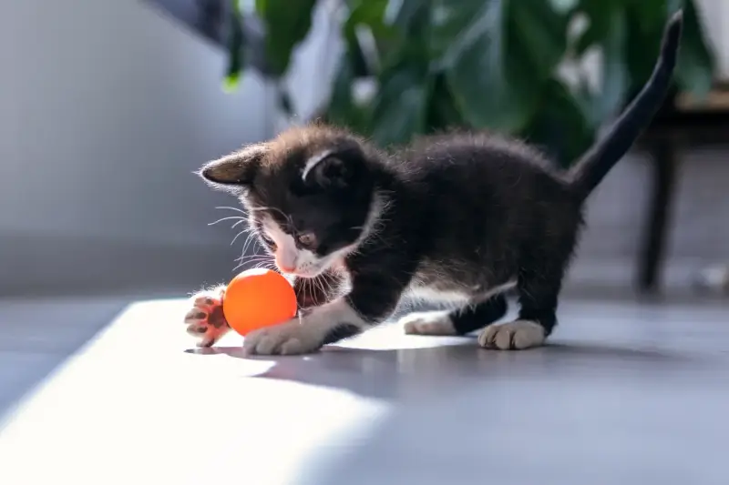 En lekfull kattunge med en orange boll. Denna kattmynta-älskande kattunge är redo för bus.